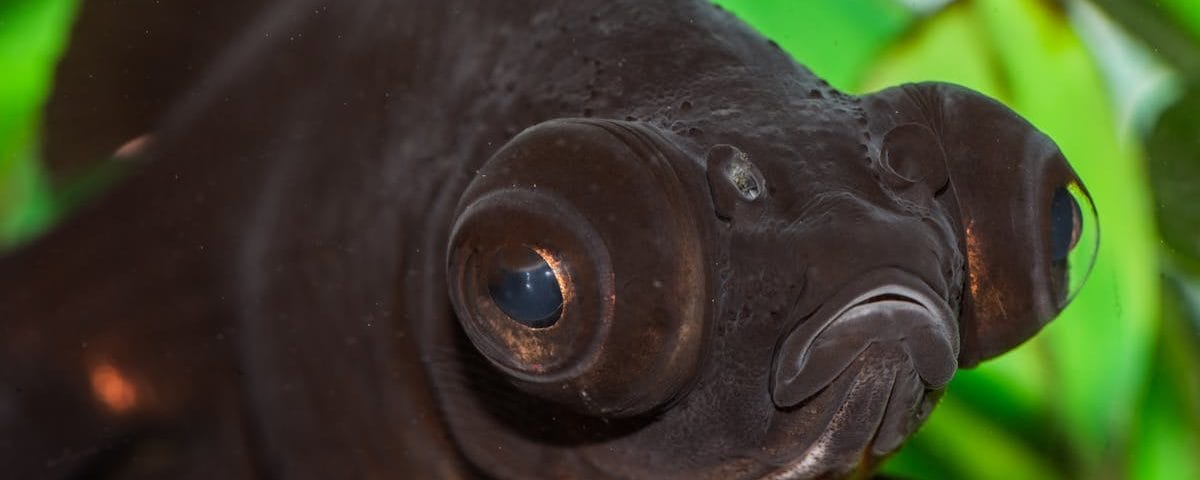 découvrez tout ce que vous devez savoir sur le discal bulge, une condition courante de la colonne vertébrale. apprenez les causes, les symptômes et les traitements pour soulager votre douleur et améliorer votre qualité de vie.