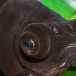 découvrez tout ce que vous devez savoir sur le discal bulge, une condition courante de la colonne vertébrale. apprenez les causes, les symptômes et les traitements pour soulager votre douleur et améliorer votre qualité de vie.