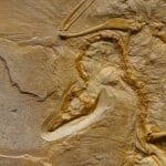 découvrez la décompression neuro-vertébrale, une méthode innovante pour soulager les douleurs de dos et améliorer la santé vertébrale. apprenez comment cette technique douce et efficace peut restaurer l'équilibre de votre colonne vertébrale et favoriser votre bien-être.