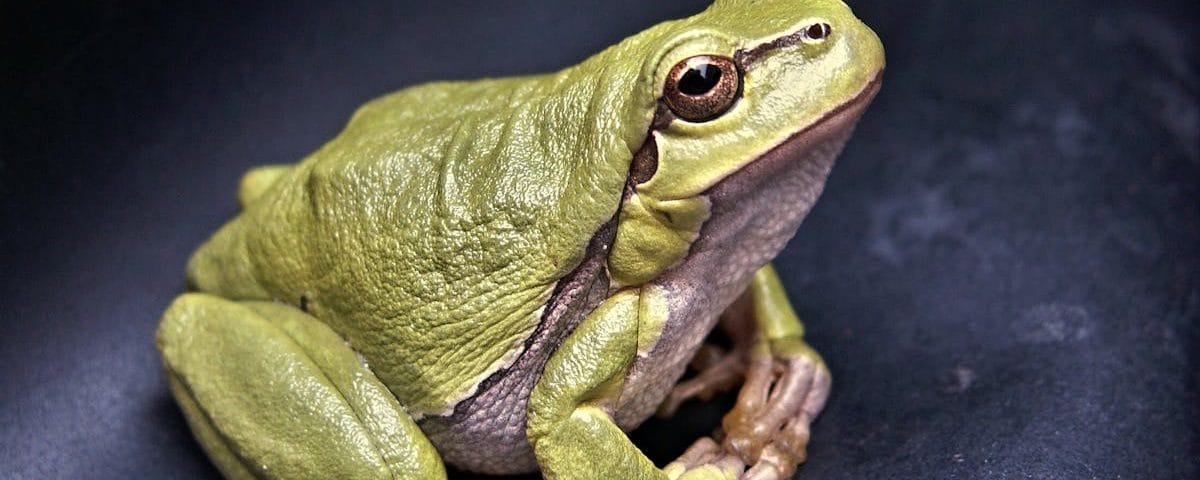 découvrez la décompression vertébrale, une méthode thérapeutique innovante visant à soulager les douleurs dorsales et à améliorer la santé de votre colonne vertébrale. apprenez comment cette technique ciblée peut réduire la pression sur les disques vertébraux et favoriser une meilleure qualité de vie.