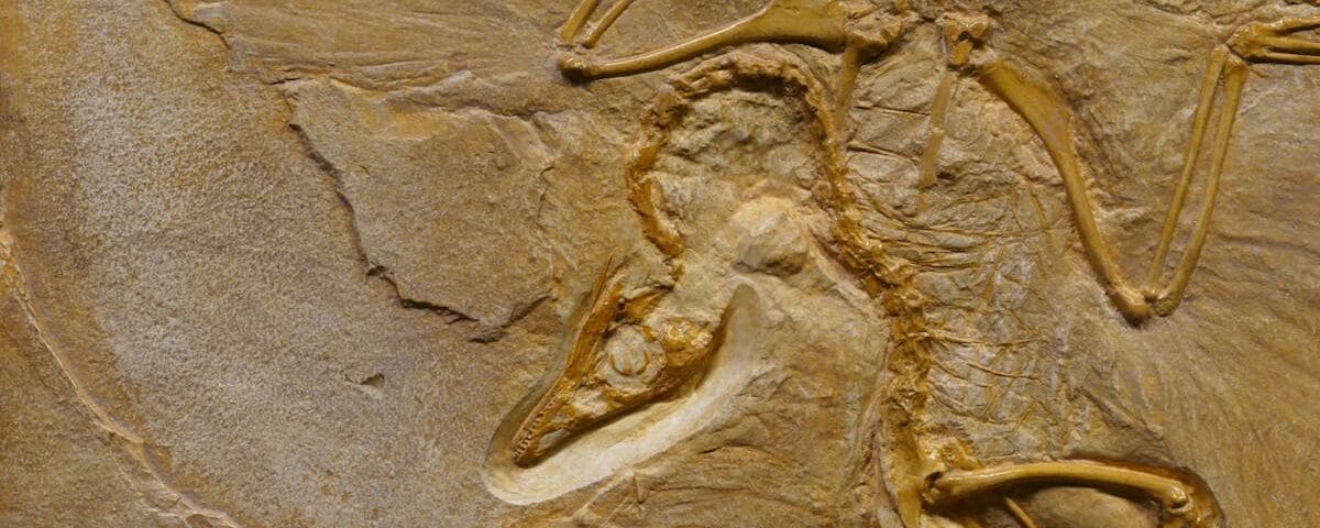 découvrez la décompression vertébrale, une méthode efficace pour soulager les douleurs dorsales et améliorer la mobilité. apprenez comment cette technique peut revitaliser votre colonne vertébrale et favoriser votre bien-être au quotidien.