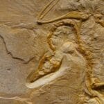 découvrez la décompression vertébrale, une méthode efficace pour soulager les douleurs dorsales et améliorer la mobilité. apprenez comment cette technique peut revitaliser votre colonne vertébrale et favoriser votre bien-être au quotidien.