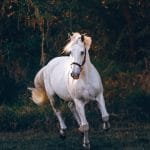 découvrez les bienfaits de la décompression vertébrale, une technique innovante visant à soulager les douleurs lombaires et cervicales, à améliorer la posture et à favoriser une meilleure santé de la colonne vertébrale. transformez votre bien-être dès aujourd'hui!