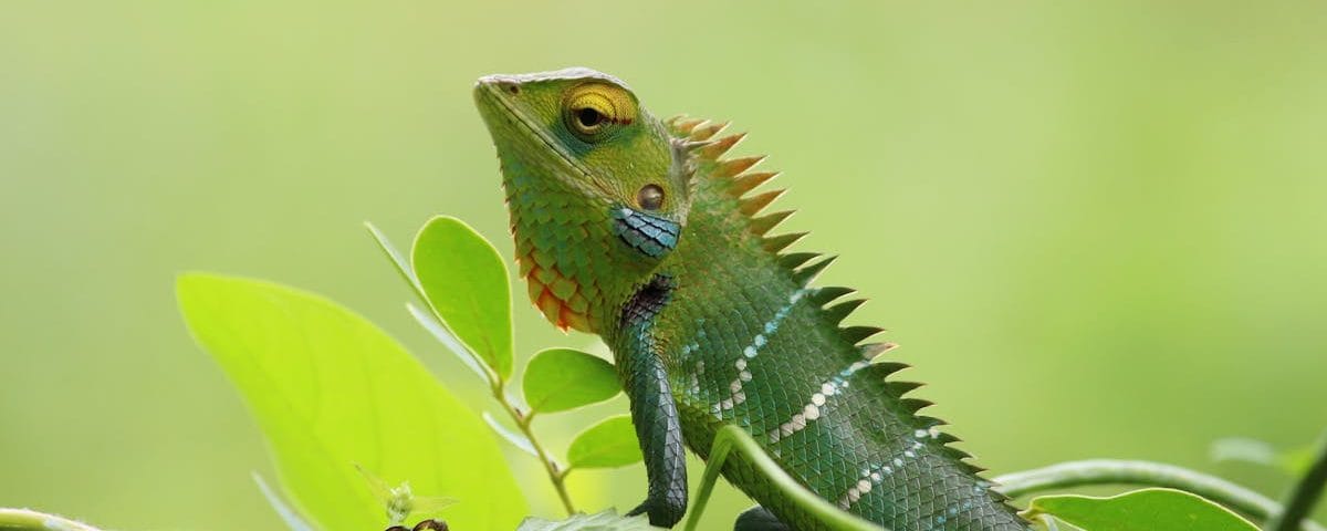 découvrez les bienfaits de la décompression vertébrale, une méthode efficace pour soulager les douleurs dorsales et améliorer votre qualité de vie. explorez nos techniques innovantes et retrouvez mobilité et bien-être.