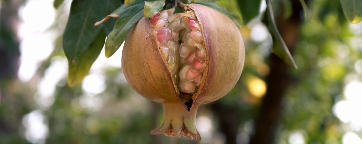 découvrez des ajustements alimentaires simples et efficaces pour améliorer votre santé et votre bien-être. apprenez à adapter votre régime alimentaire en fonction de vos besoins spécifiques et à explorer des options nutritives qui favorisent une vie équilibrée.