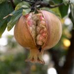 découvrez des ajustements alimentaires simples et efficaces pour améliorer votre santé et votre bien-être. apprenez à adapter votre régime alimentaire en fonction de vos besoins spécifiques et à explorer des options nutritives qui favorisent une vie équilibrée.