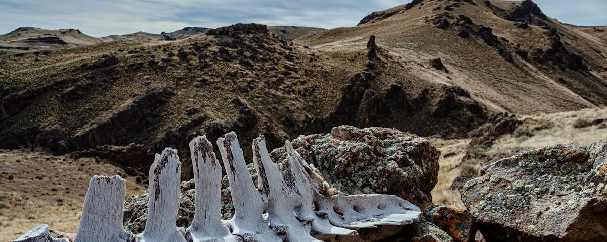 la décompression vertébrale : une solution efficace pour soulager la douleur et améliorer la mobilité des patients souffrant de problèmes de colonne vertébrale. découvrez les techniques et les bienfaits de ce traitement innovant.