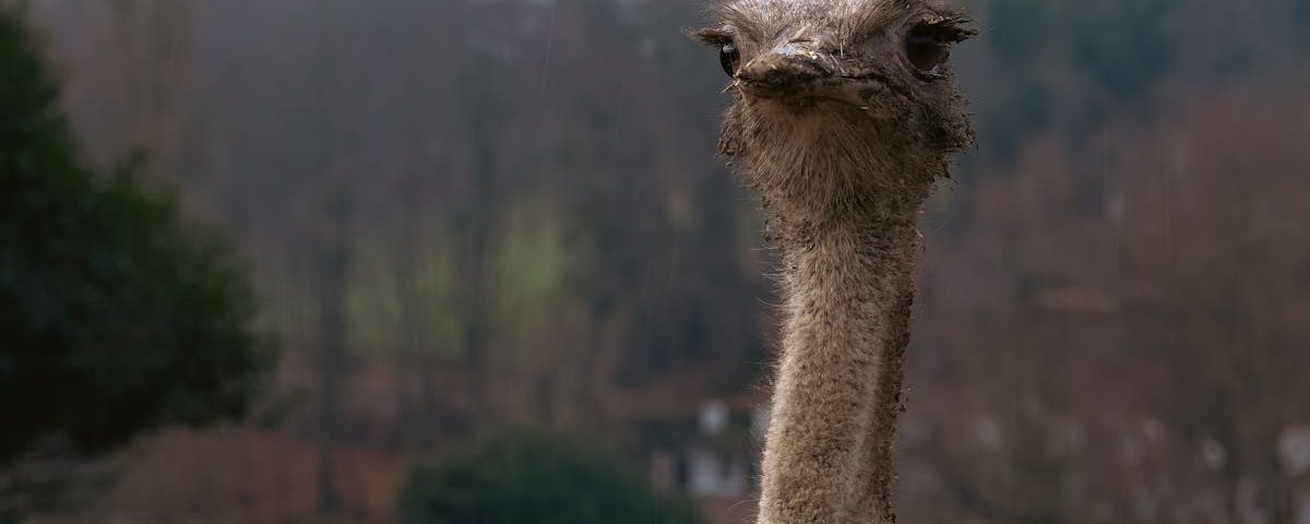 découvrez les bienfaits de la décompression vertébrale, une méthode efficace pour soulager les douleurs dorsales et améliorer votre qualité de vie. apprenez comment cette thérapie innovante peut aider à rétablir l'équilibre de votre colonne vertébrale.