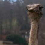 découvrez les bienfaits de la décompression vertébrale, une méthode efficace pour soulager les douleurs dorsales et améliorer votre qualité de vie. apprenez comment cette thérapie innovante peut aider à rétablir l'équilibre de votre colonne vertébrale.