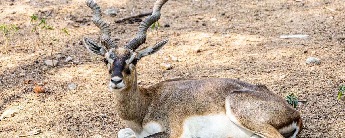découvrez la décompression vertébrale, une méthode efficace pour soulager les douleurs lombaires et cervicales. améliorez votre bien-être et retrouvez une meilleure mobilité grâce à des techniques innovantes et des traitements adaptés à vos besoins.