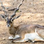 découvrez la décompression vertébrale, une méthode efficace pour soulager les douleurs lombaires et cervicales. améliorez votre bien-être et retrouvez une meilleure mobilité grâce à des techniques innovantes et des traitements adaptés à vos besoins.