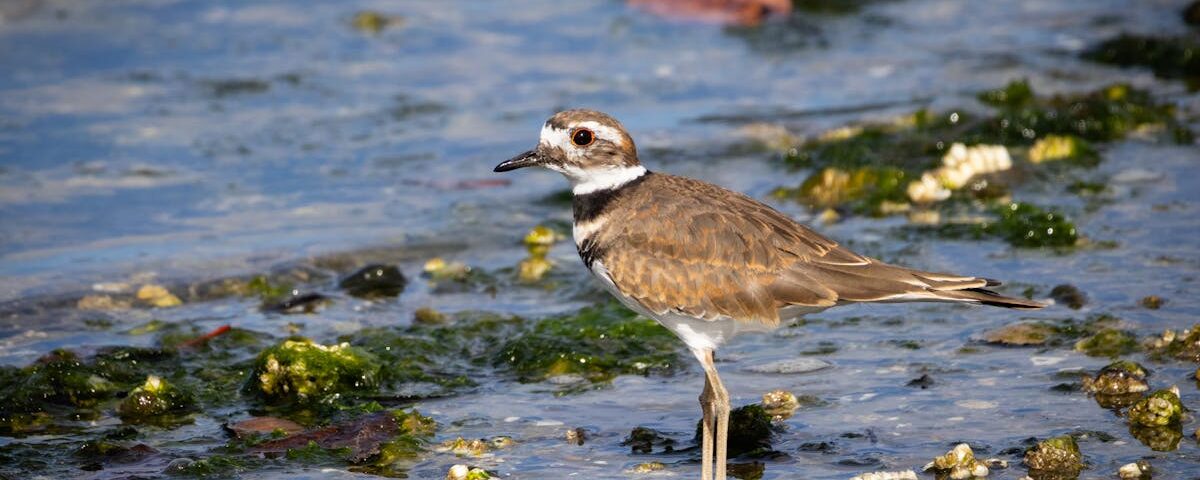 découvrez les bienfaits de la décompression vertébrale, une technique efficace pour soulager les douleurs du dos et améliorer la mobilité. explorez nos solutions personnalisées pour un bien-être optimal.
