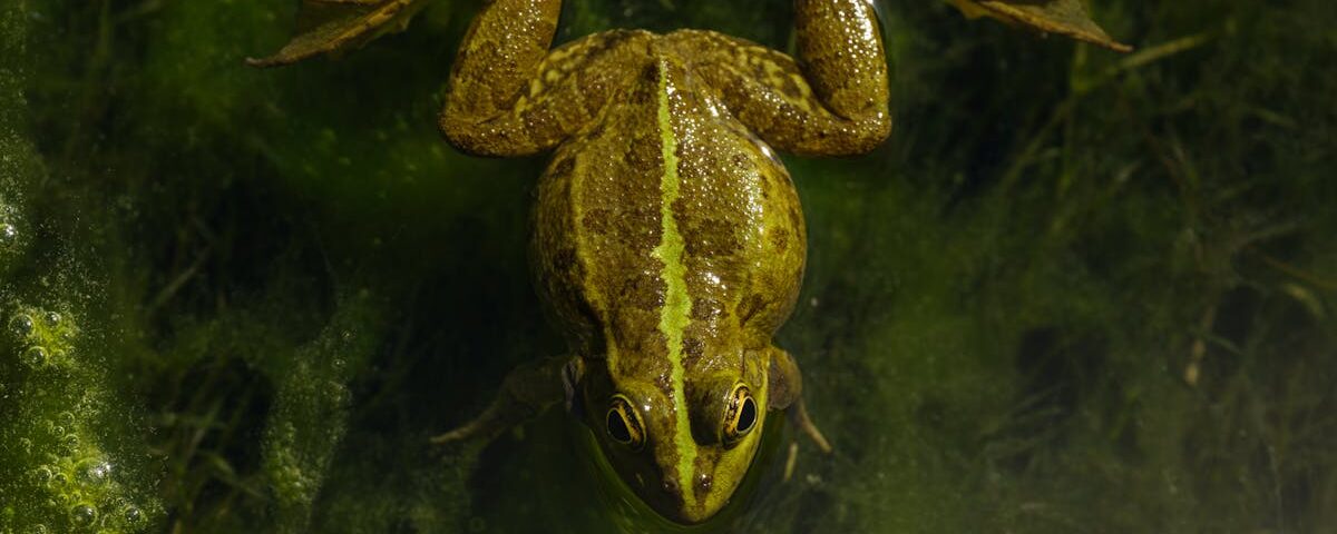 découvrez la décompression vertébrale, une méthode efficace pour soulager les douleurs lombaires et cervicales. apprenez comment ce traitement innovant peut améliorer votre qualité de vie en réduisant la pression sur vos disques intervertébraux et favorisant une meilleure mobilité.