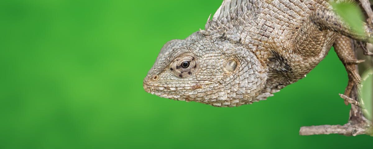 découvrez la décompression vertébrale, une technique thérapeutique innovante visant à soulager les douleurs dorsales et à améliorer la santé de votre colonne vertébrale. apprenez comment cette méthode peut vous aider à retrouver mobilité et bien-être.