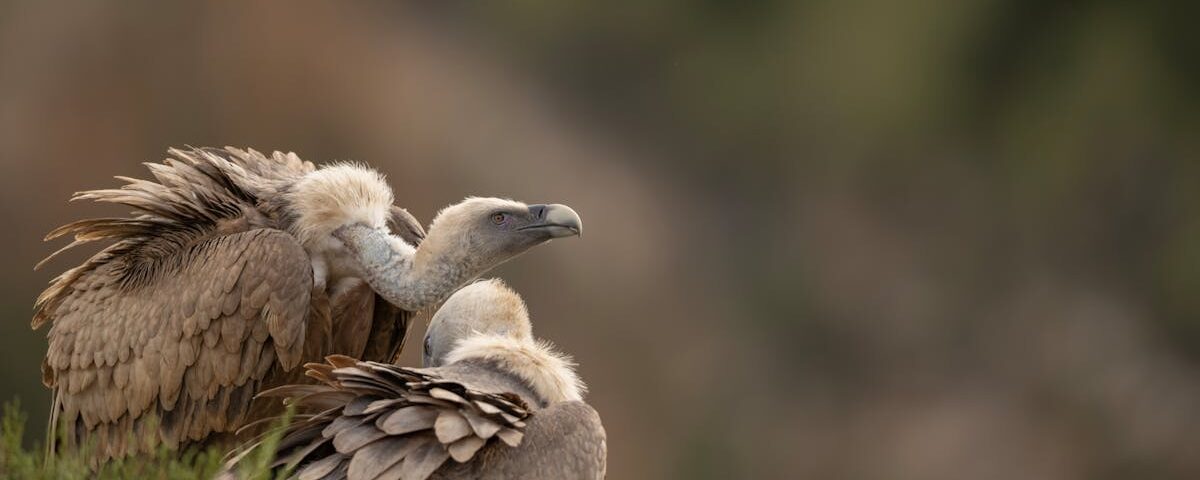 découvrez les bienfaits de la décompression vertébrale, une technique innovante visant à soulager les douleurs dorsales et à améliorer votre qualité de vie. apprenez comment cette approche non invasive peut aider à relâcher la pression sur les disques intervertébraux et favoriser une meilleure posture.