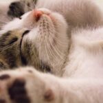 découvrez l'importance du sommeil pour votre santé et votre bien-être. apprenez des astuces pour améliorer votre qualité de sommeil et profiter d'un repos réparateur chaque nuit.