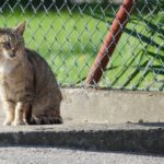 découvrez la décompression vertébrale, une technique innovante pour soulager les douleurs dorsales et améliorer la santé de votre colonne vertébrale. explorez ses avantages, ses méthodes et comment elle peut transformer votre bien-être.