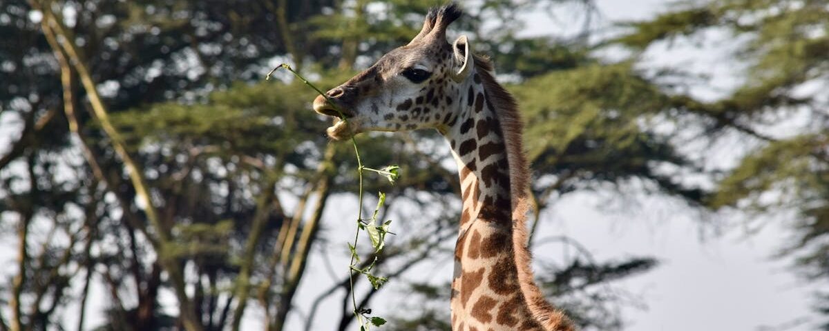 découvrez les bienfaits de la décompression vertébrale, une approche innovante pour soulager les douleurs dorsales et améliorer votre qualité de vie. apprenez comment cette méthode non invasive peut aider à restaurer la santé de votre colonne vertébrale et favoriser un bien-être général.