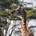 découvrez les bienfaits de la décompression vertébrale, une approche innovante pour soulager les douleurs dorsales et améliorer votre qualité de vie. apprenez comment cette méthode non invasive peut aider à restaurer la santé de votre colonne vertébrale et favoriser un bien-être général.