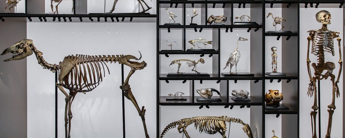 découvrez la décompression neuro-vertébrale, une méthode innovante pour soulager les douleurs chroniques du dos et améliorer la santé de votre colonne vertébrale. apprenez comment cette approche thérapeutique aide à réduire la pression sur les nerfs, favorise la régénération des tissus, et retrouve une meilleure qualité de vie.