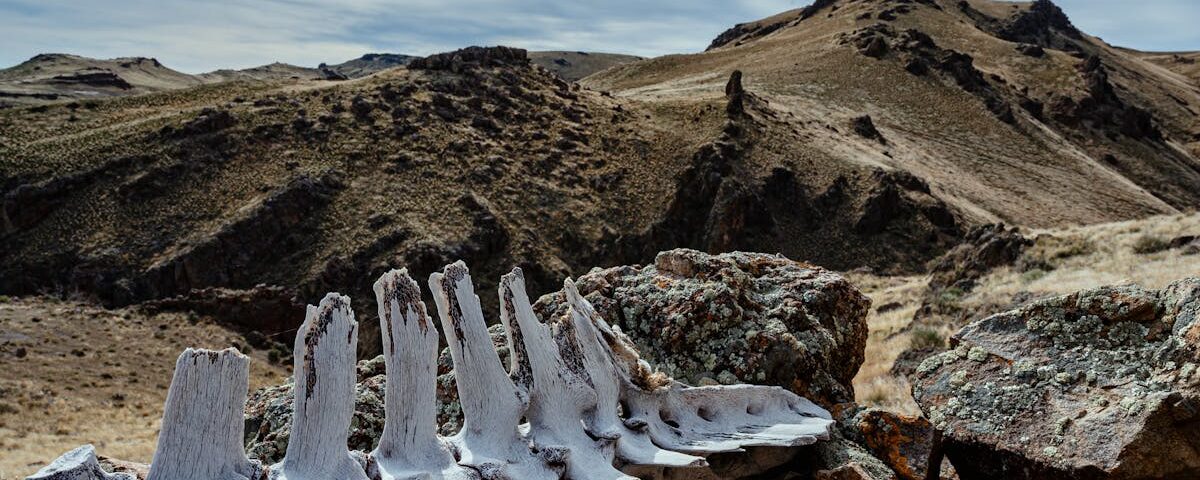 découvrez les bienfaits de la décompression vertébrale, une solution douce et naturelle pour soulager les douleurs du dos, améliorer la mobilité et favoriser la santé de votre colonne vertébrale. explorez nos techniques et traitements innovants.