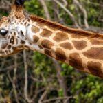 découvrez les bienfaits de la décompression vertébrale, une méthode innovante pour soulager les douleurs dorsales, améliorer la posture et favoriser la régénération des disques intervertébraux. apprenez comment cette technique peut transformer votre qualité de vie.