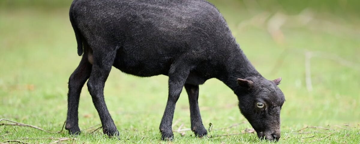 découvrez la décompression vertébrale, une méthode efficace pour soulager les douleurs dorsales et améliorer votre qualité de vie. apprenez les techniques, les bienfaits et les avis des experts sur cette approche thérapeutique innovante.