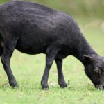 découvrez la décompression vertébrale, une méthode efficace pour soulager les douleurs dorsales et améliorer votre qualité de vie. apprenez les techniques, les bienfaits et les avis des experts sur cette approche thérapeutique innovante.