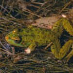 découvrez la décompression vertébrale, une méthode efficace pour soulager les douleurs lombaires et cervicales. apprenez les techniques et bienfaits de ce traitement naturel qui favorise la santé de votre colonne vertébrale.