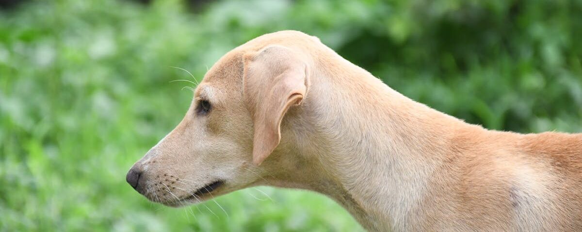 découvrez le concept de décompression vertébrale, une approche thérapeutique efficace pour soulager les douleurs du dos, améliorer la mobilité et favoriser la santé vertébrale. apprenez-en plus sur ses bienfaits et ses méthodes.