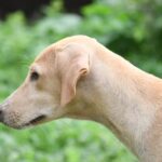 découvrez le concept de décompression vertébrale, une approche thérapeutique efficace pour soulager les douleurs du dos, améliorer la mobilité et favoriser la santé vertébrale. apprenez-en plus sur ses bienfaits et ses méthodes.