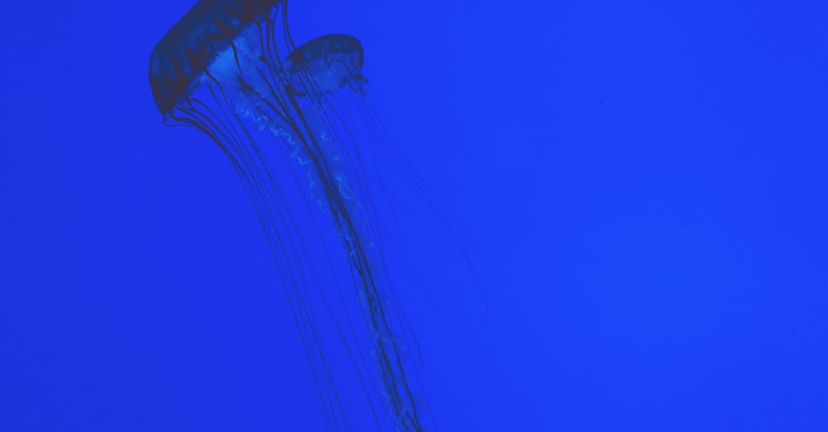 l'ostéoarthrite est une maladie articulaire chronique qui provoque la dégradation du cartilage, entraînant douleur, raideur et réduction de la mobilité. découvrez ses symptômes, causes et traitements.