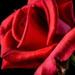 découvrez tout ce qu'il faut savoir sur l'arthrose : symptômes, causes, traitements et conseils pour gérer cette affection articulaire chronique.