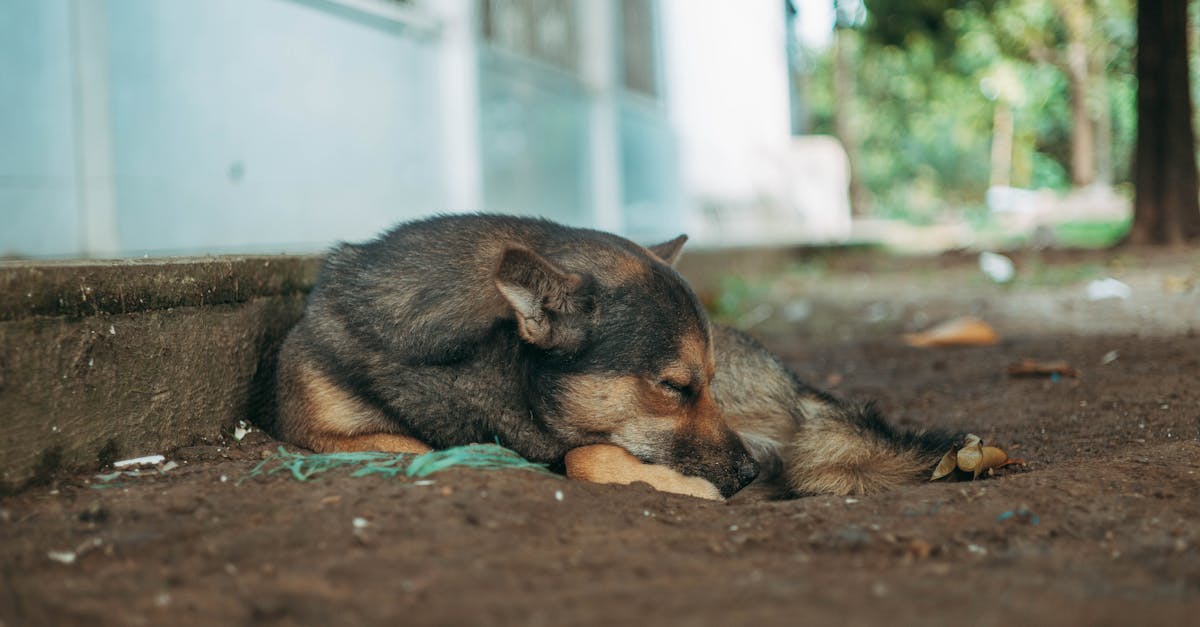 découvrez l'impact de la décompression sur la durée de l'arthrose et les options de traitement pour améliorer la qualité de vie des patients.
